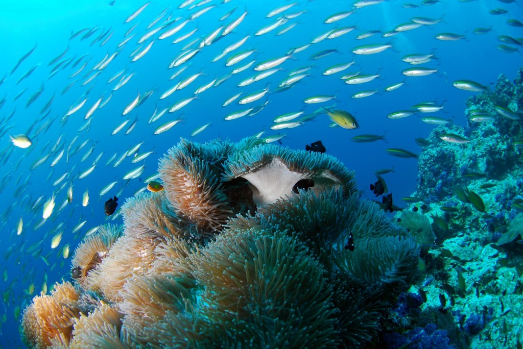 Dive Into Puerto Rico