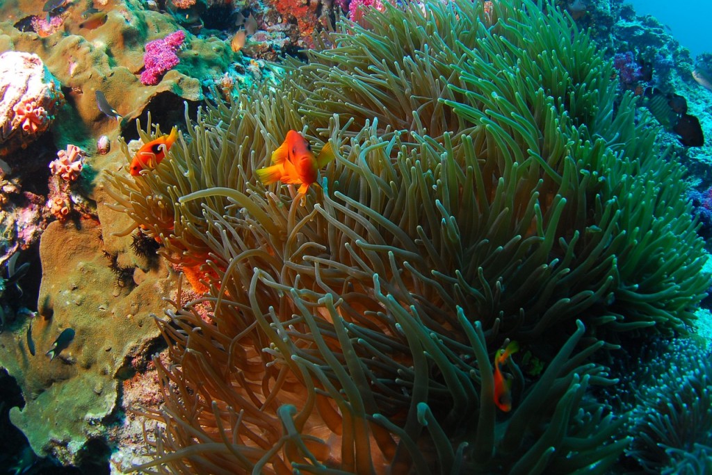 Scuba Diving Puerto Rico