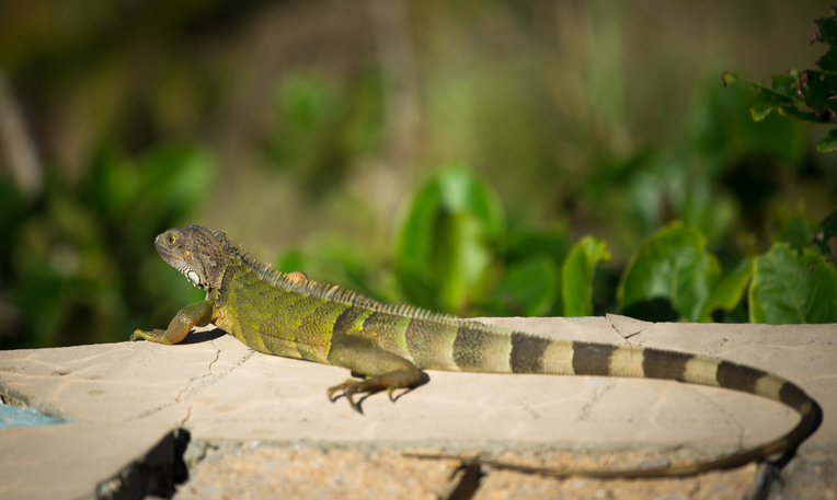 iguana-in-puerto-rico