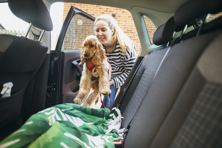 dog-in-car-in-puerto-rico