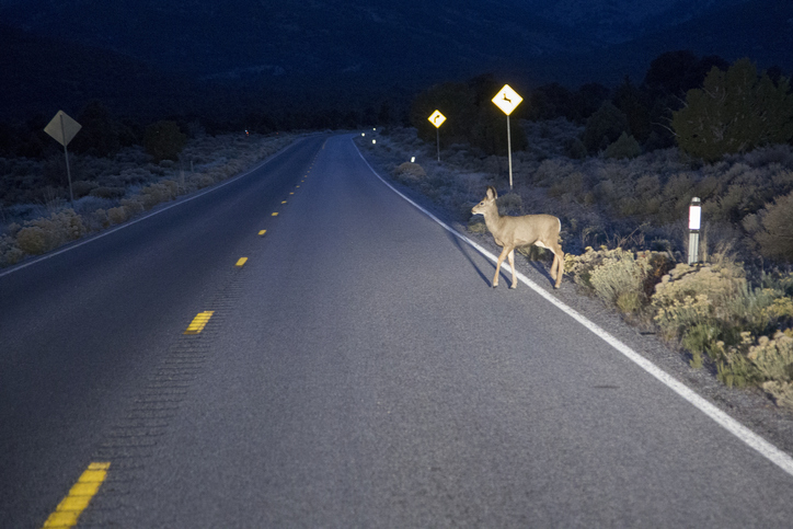 animal-crossing-in-puerto-rico